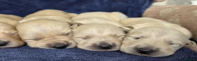 Goldador Puppy 2