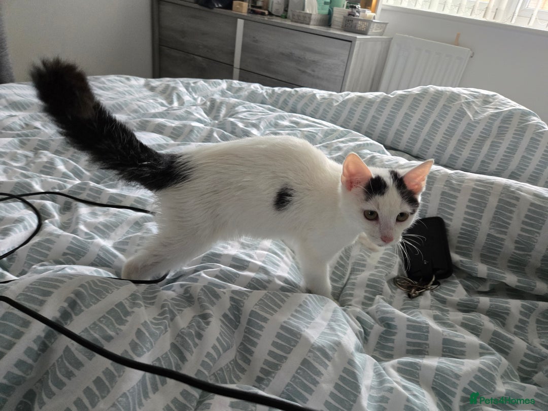 Mixed Breed cats for sale: 4 months Calico male kitten - Advert 2