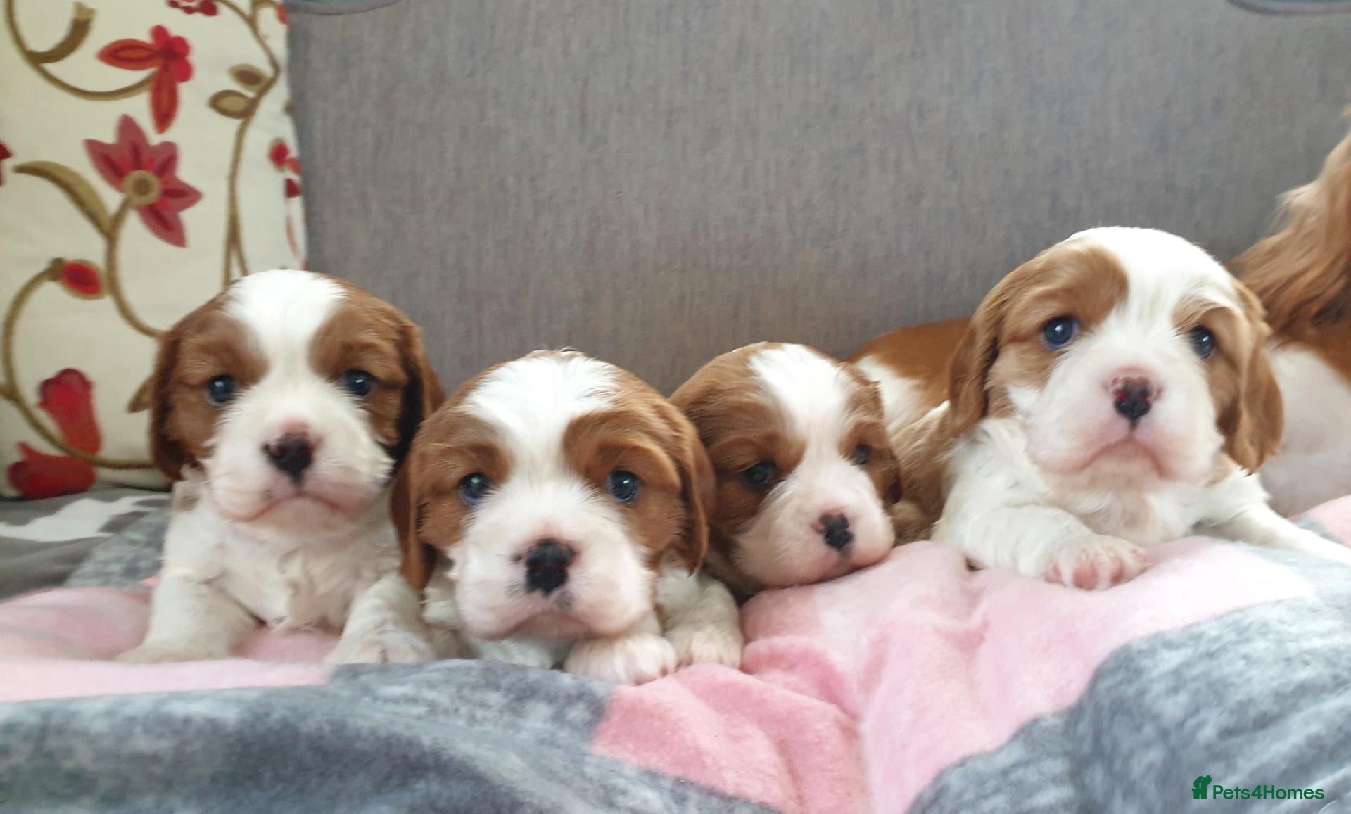Cavalier King Charles Spaniel dogs K.C. reg. Cavalier King Charles Spanel - Advert 1