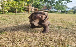 Cocker Spaniel dogs for sale: KC registered cocker spaniels - Image 13