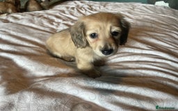Miniature Dachshund dogs for sale: READY TO GO! Shaded Cream Long Haired Puppies - Image 16