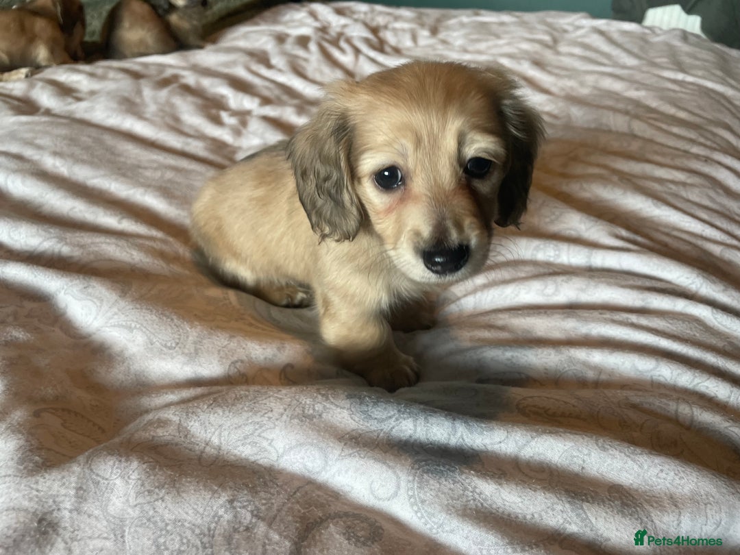 Miniature Dachshund dogs for sale: READY TO GO! Shaded Cream Long Haired Puppies - Image 16
