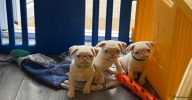 Pug dogs Last 3 kc reg boys!! Reduced price!!!! - Advert 6