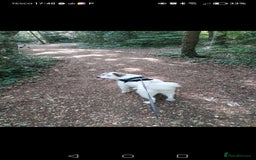 Mixed Breed dogs for sale: Romanian rommie rescue mixed breed rescue - Image 6