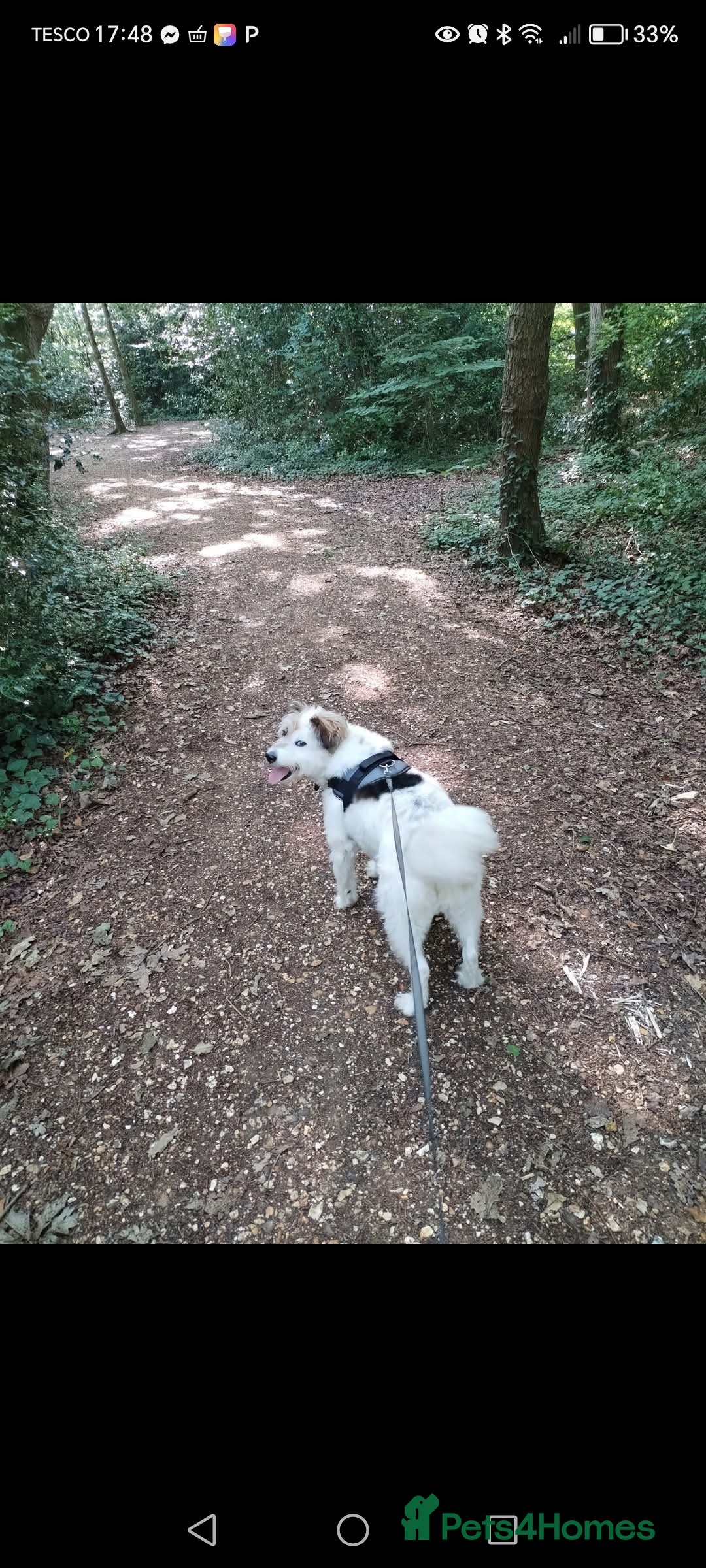 Mixed Breed dogs for sale: Romanian rommie rescue mixed breed rescue - Image 6