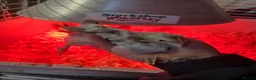 Chickens poultry for sale: Serama  - Advert 2