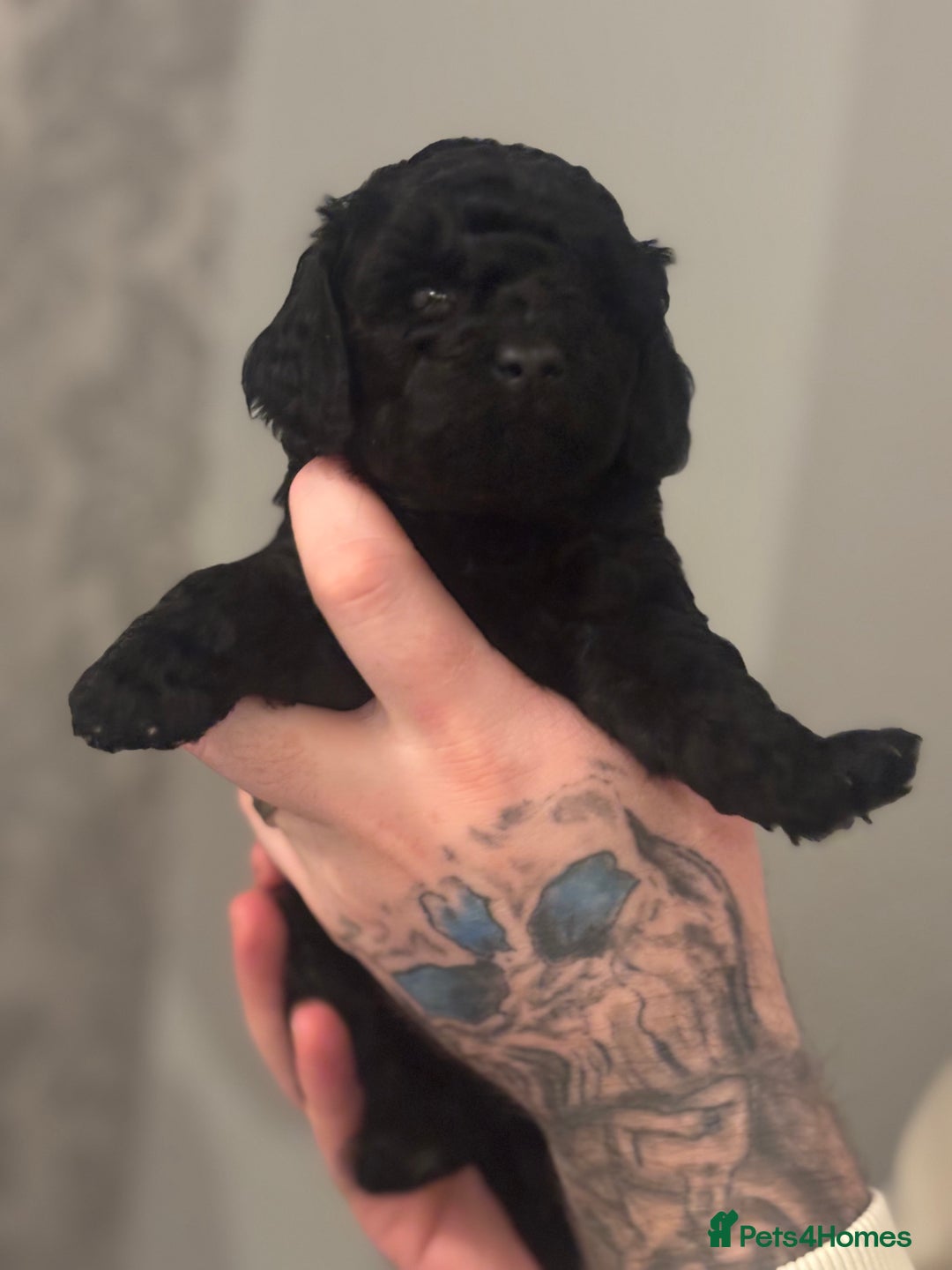 Toy Poodle dogs for sale: Toy poodle puppies *Ready for  ** * - Advert 31