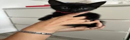 Domestic Shorthair cats for sale: Kittens For Sale!  - Advert 2