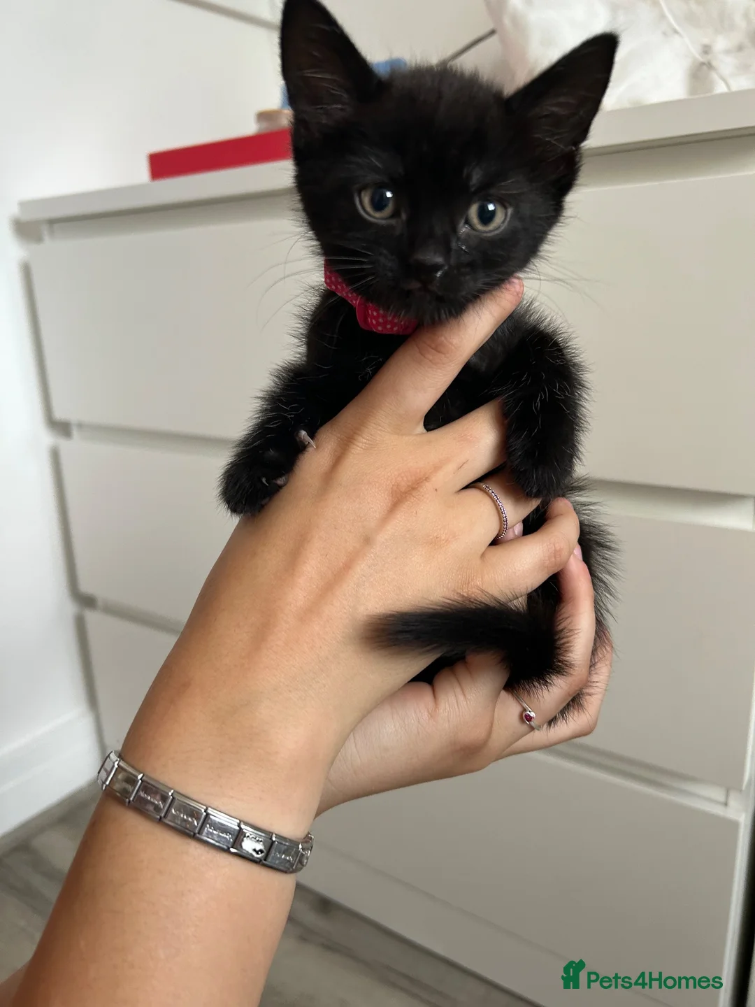 Domestic Shorthair cats for sale: Kittens For Sale!  - Advert 2