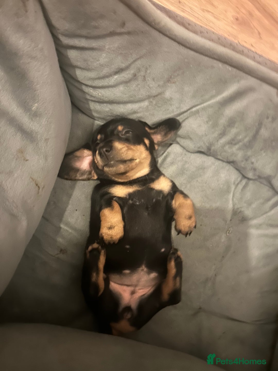 Miniature Dachshund dogs for sale: miniature dash hounds - Advert 15