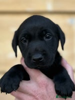 Labrador Retriever dogs Black Labrador puppies, KC reg - Advert 1
