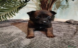 Belgian Shepherd Dog dogs for sale: Stunning Belgian Mali Pups - Image 13