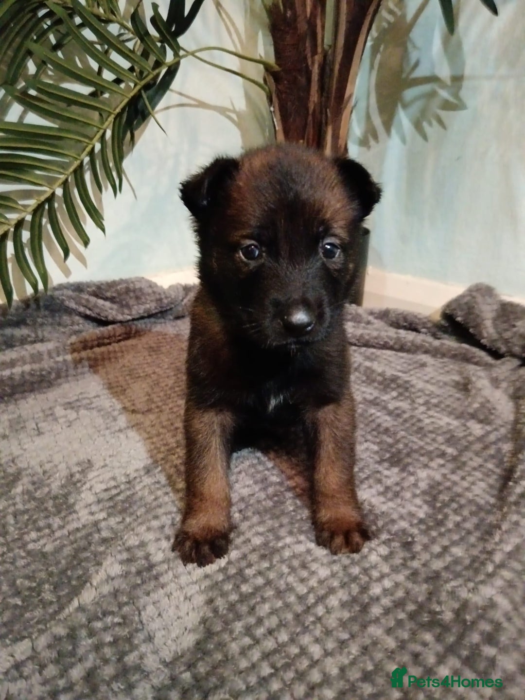 Belgian Shepherd Dog dogs for sale: Stunning Belgian Mali Pups - Image 13