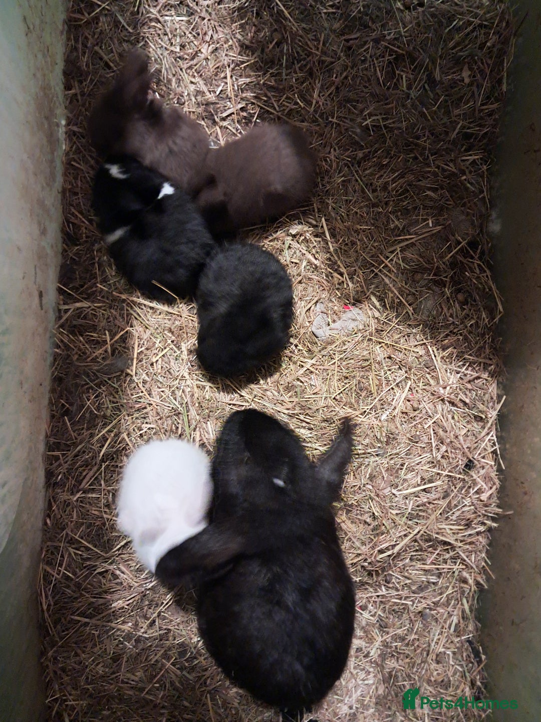 Mixed Breed rabbits for sale: accidental litter of five rabbits  - Advert 1