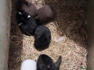 Mixed Breed rabbits accidental litter of five rabbits - Advert 15