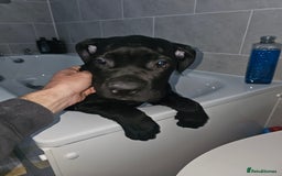 Cane Corso dogs for sale: Panther cane corso can leave today boy / girl  - Image 1