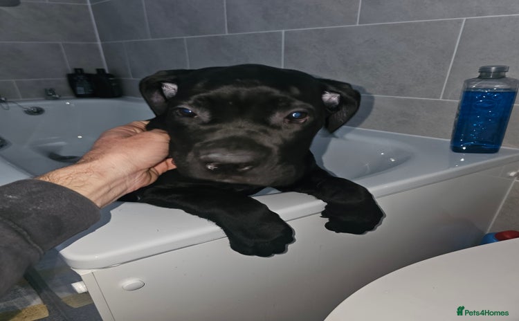 Cane Corso dogs - Advert 1