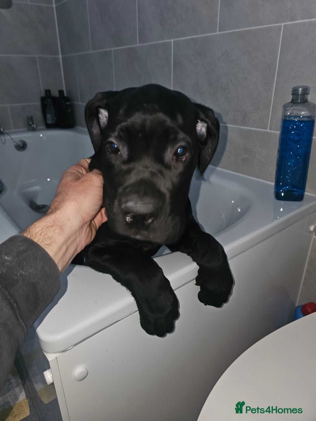 Cane Corso dogs for sale: Panther cane corso can leave today boy / girl  - Image 1