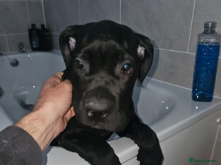 Cane Corso dogs - Advert 18