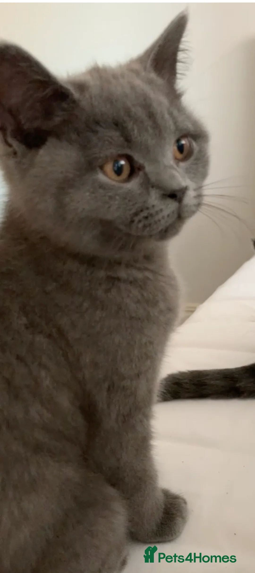 British Shorthair cats for sale: British Shorthair Blue Kittens 💛 Raised with Love - Advert 14