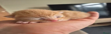 Mixed Breed Kitten 1