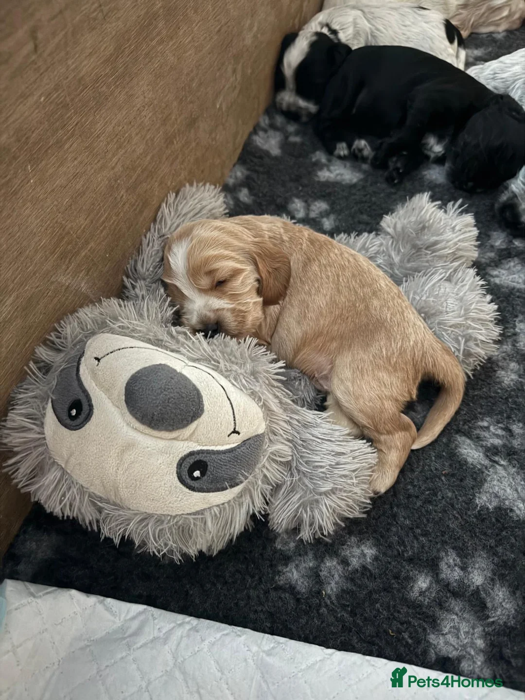 Cocker Spaniel dogs for sale: Gorgeous KC/Full Health Cocker Spaniel show type - Advert 5