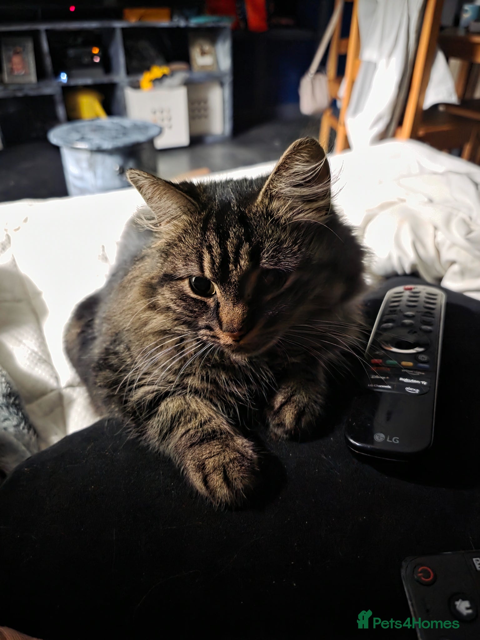 Mixed Breed cats Gorgeous maincoon cross babies for sale  - Advert 11