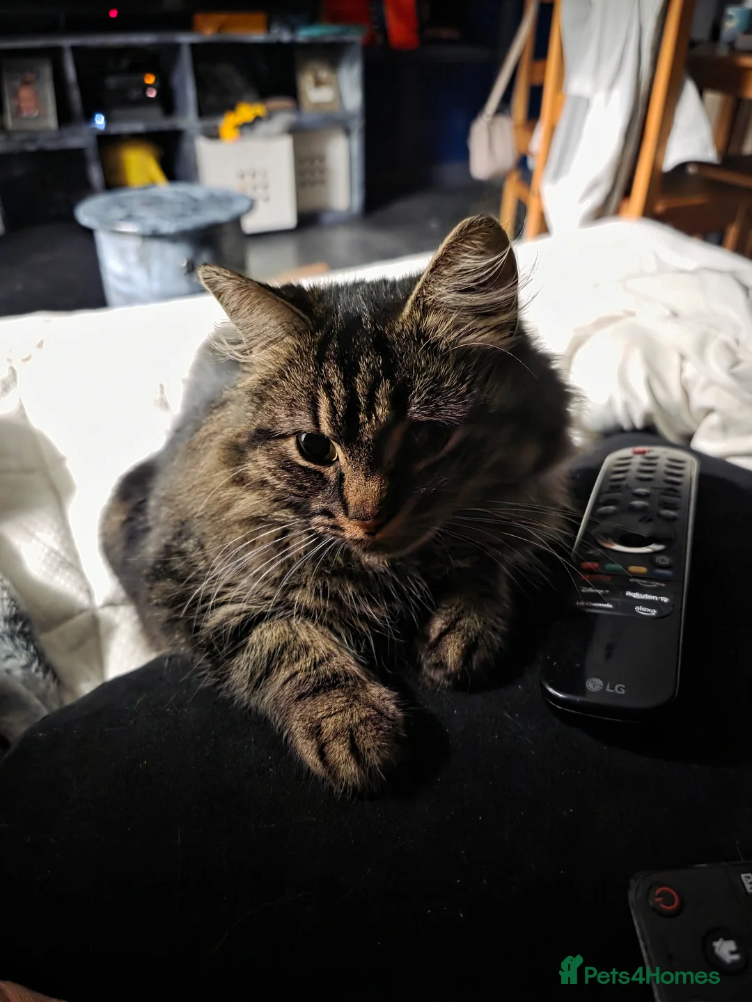 Mixed Breed cats for sale: Gorgeous maincoon cross babies for sale  in Hungerford - Advert 1