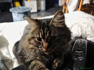 Mixed Breed cats Gorgeous maincoon cross babies for sale - Advert 7