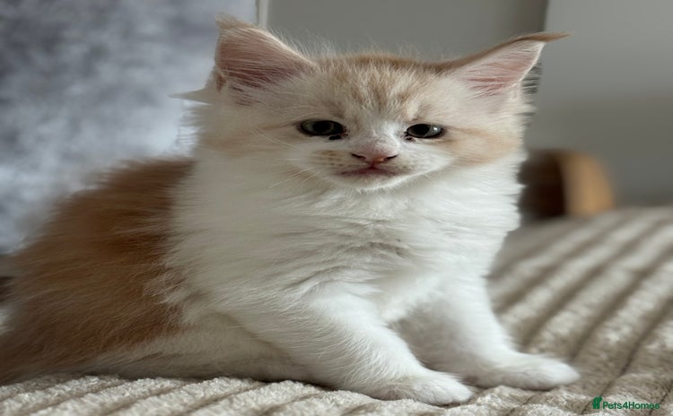 Maine Coon cats - Advert 3