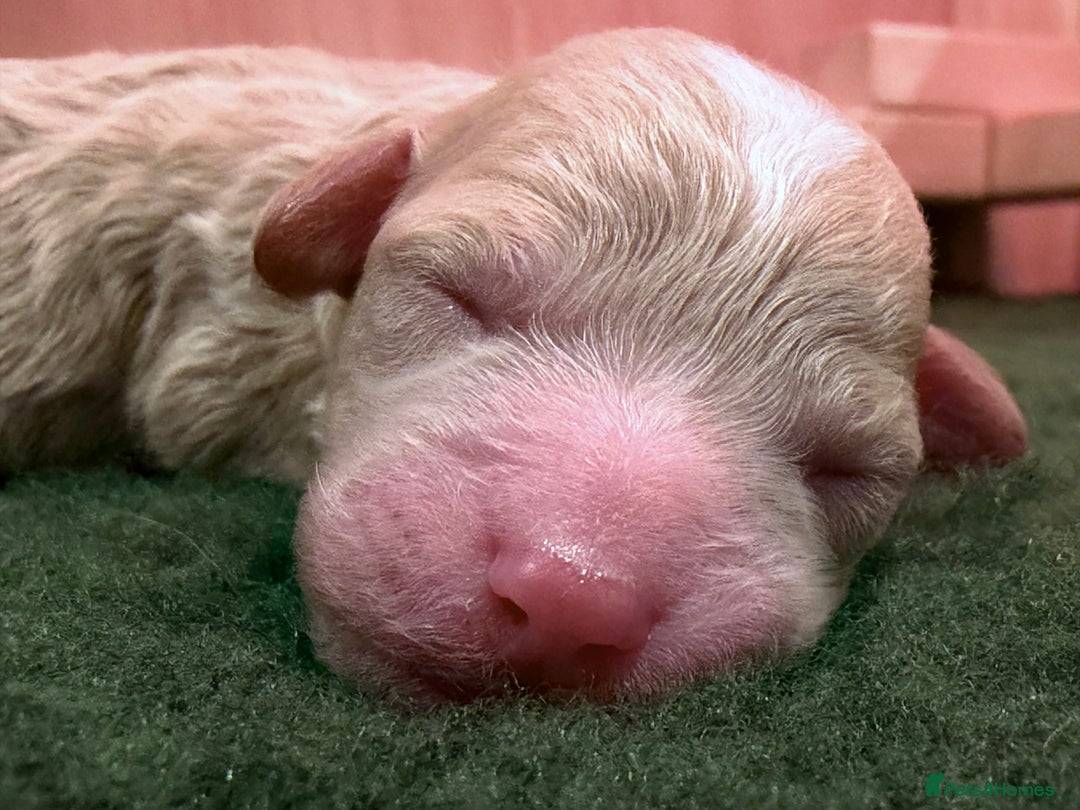 Poochon dogs for sale: Miniature Poochon puppies ready mid February - Advert 6