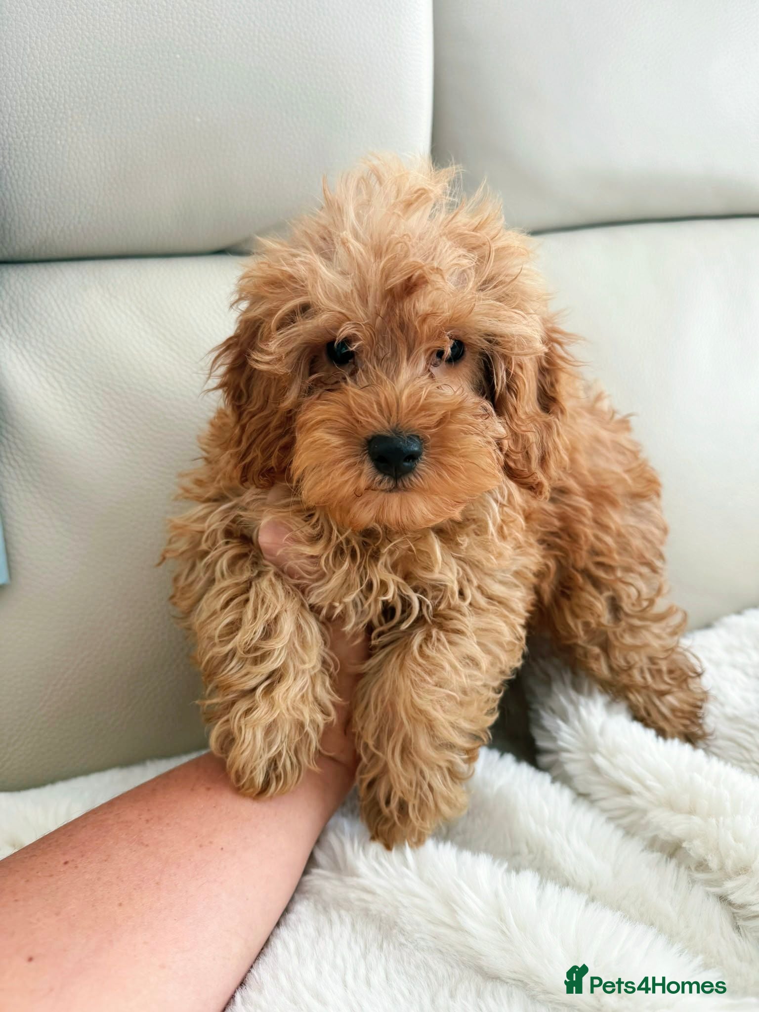 Maltipoo dogs Beautiful Maltipoo puppies  - Advert 2