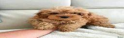 Maltipoo dogs for sale: Beautiful Maltipoo puppies  - Advert 2