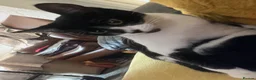 Mixed Breed cats for sale: 2 female and 1 male cat for sale  - Advert 5