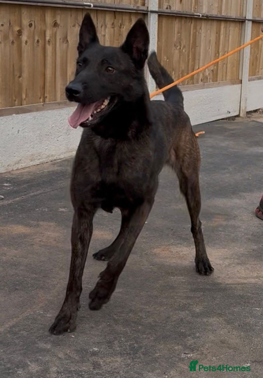 Belgian Shepherd Dog dogs for sale: Belgian Mali Pups - Advert 2