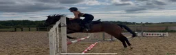 English Thoroughbred horses for sale: Sante  - Advert 2
