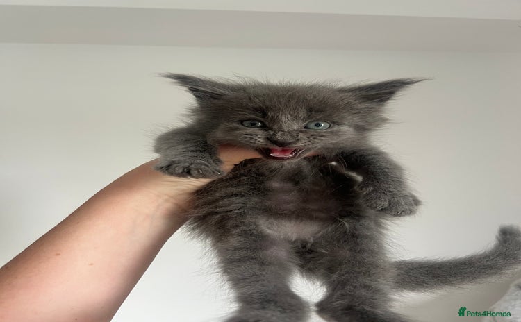 Maine Coon cats - Advert 16