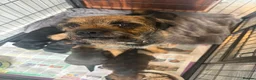 Border Terrier dogs for sale: KC Pedigree Border Terrier Pups - Advert 2