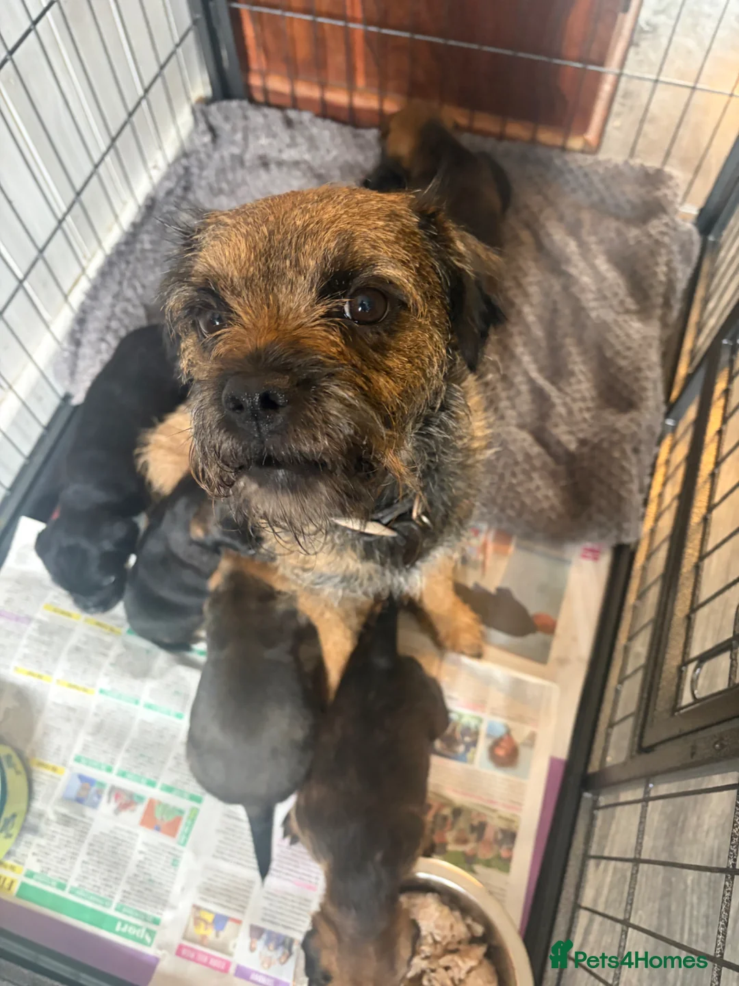 Border Terrier dogs for sale: KC Pedigree Border Terrier Pups - Advert 2