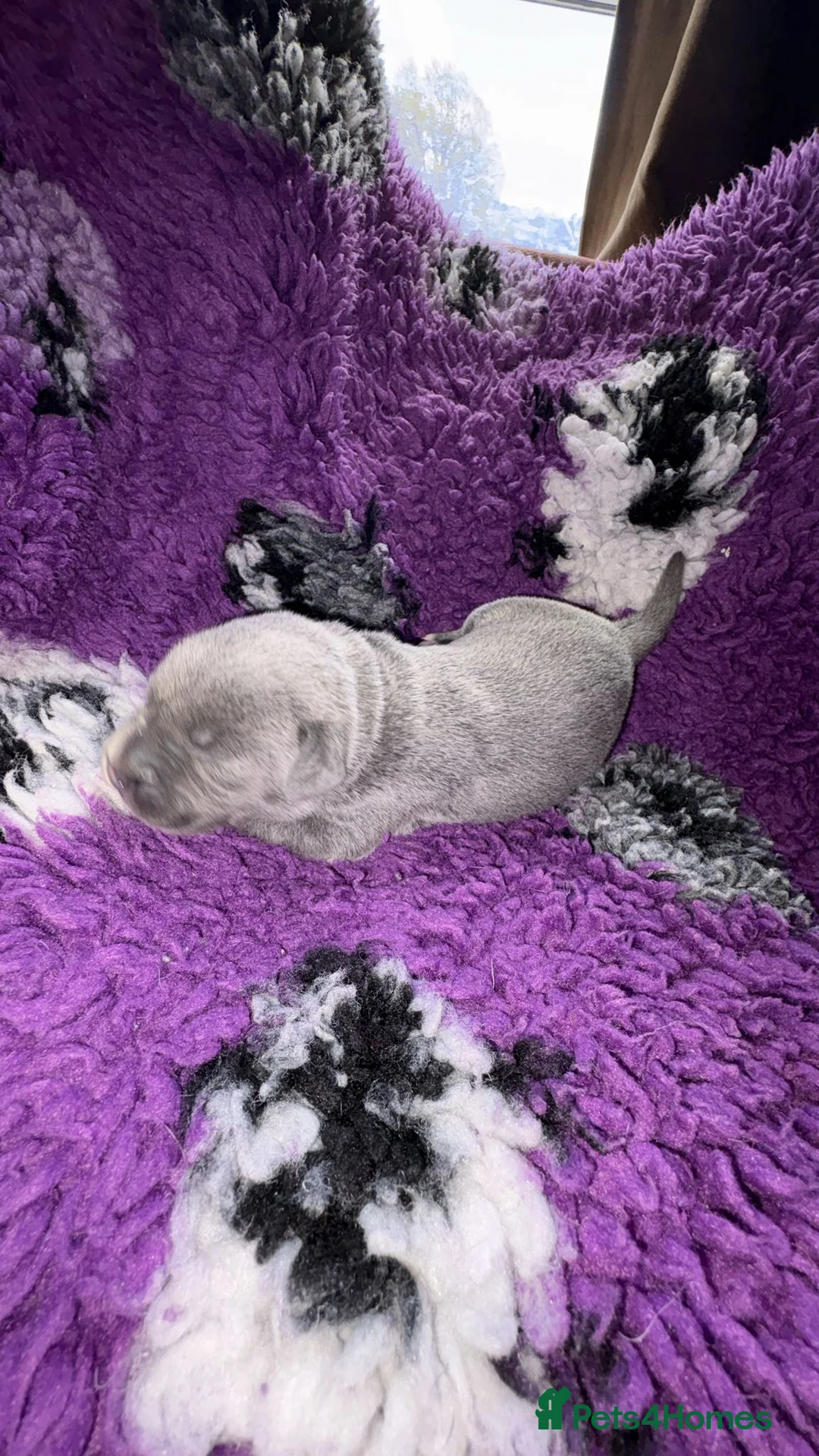 Staffordshire Bull Terrier dogs for sale: 7 gorgeous staffies  - Advert 32