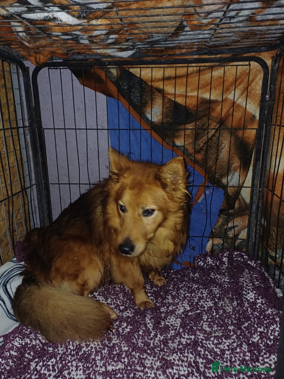 Mixed Breed dogs for adoption: MONTY – an example of Resilience and Devotion - Advert 31