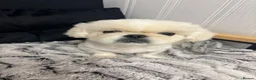 Pekingese dogs for sale: Top quality white male Pekingese  in Windsor - Advert 7