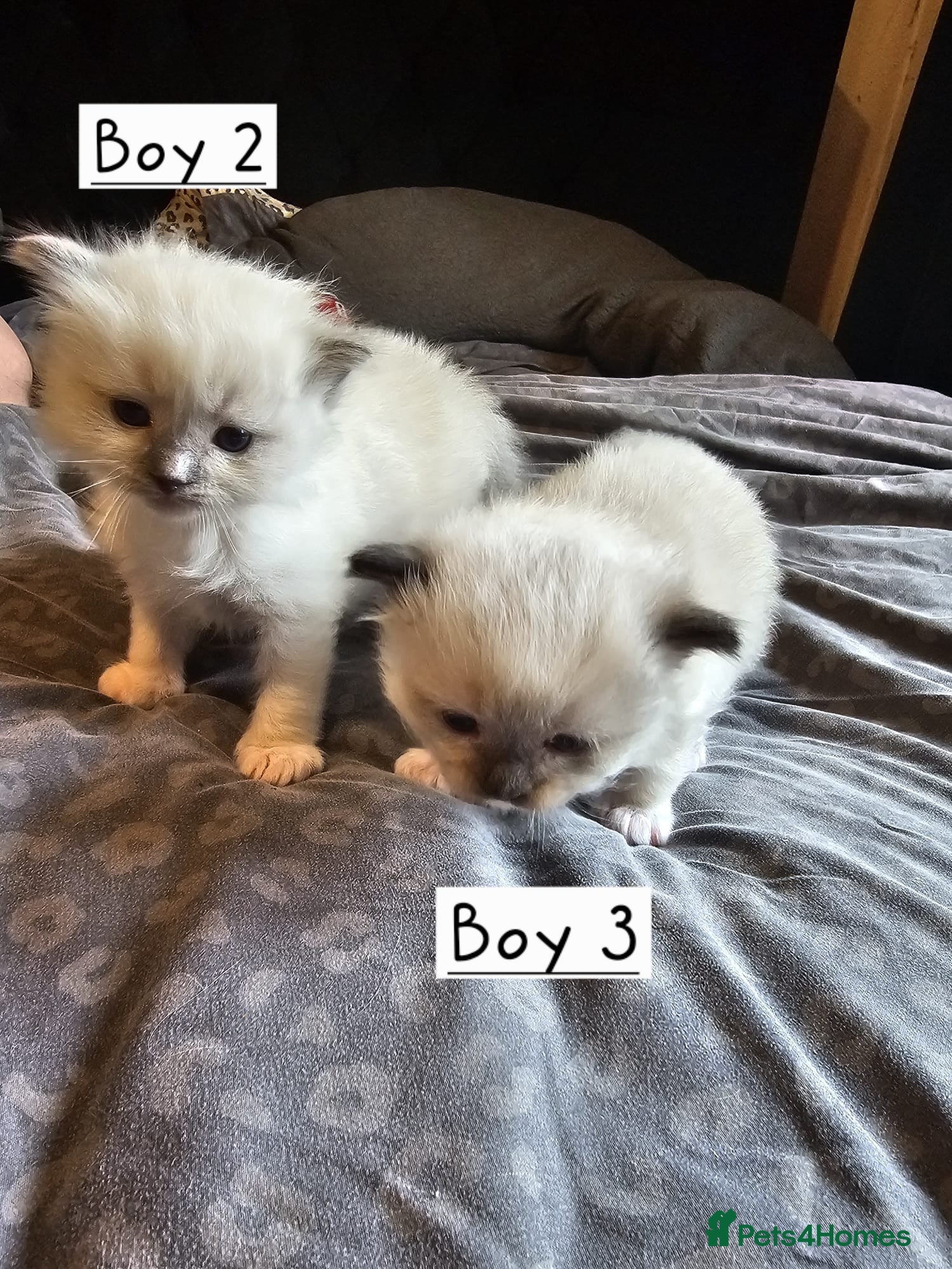 Ragdoll cats for sale: Beautiful Ragdoll Kittens  - Advert 11