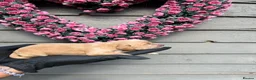 Cocker Spaniel dogs for sale: Working cocker spaniel puppies  in Worcester - Advert 6