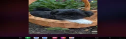 Lhasa Apso dogs for sale: Adorable Lhasa Apso puppies KC registered  - Advert 13