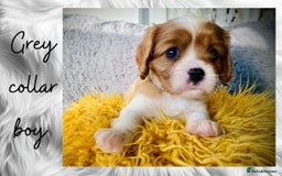 Cavalier King Charles Spaniel dogs for sale: Lovingly raised Blenheim Cavaliers  - Image 5