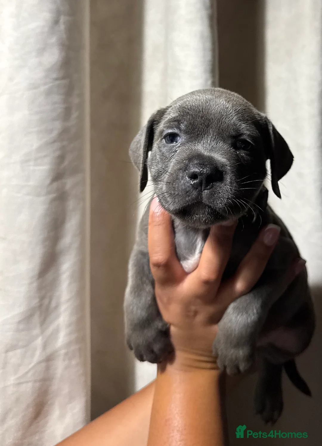 Staffordshire Bull Terrier dogs for sale: KC REG BLUE STAFFORDSHIRE BULL TERRIER - Advert 2