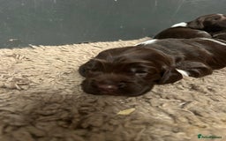 English Springer Spaniel dogs for sale: Springer spaniel puppies for sale  - Image 13
