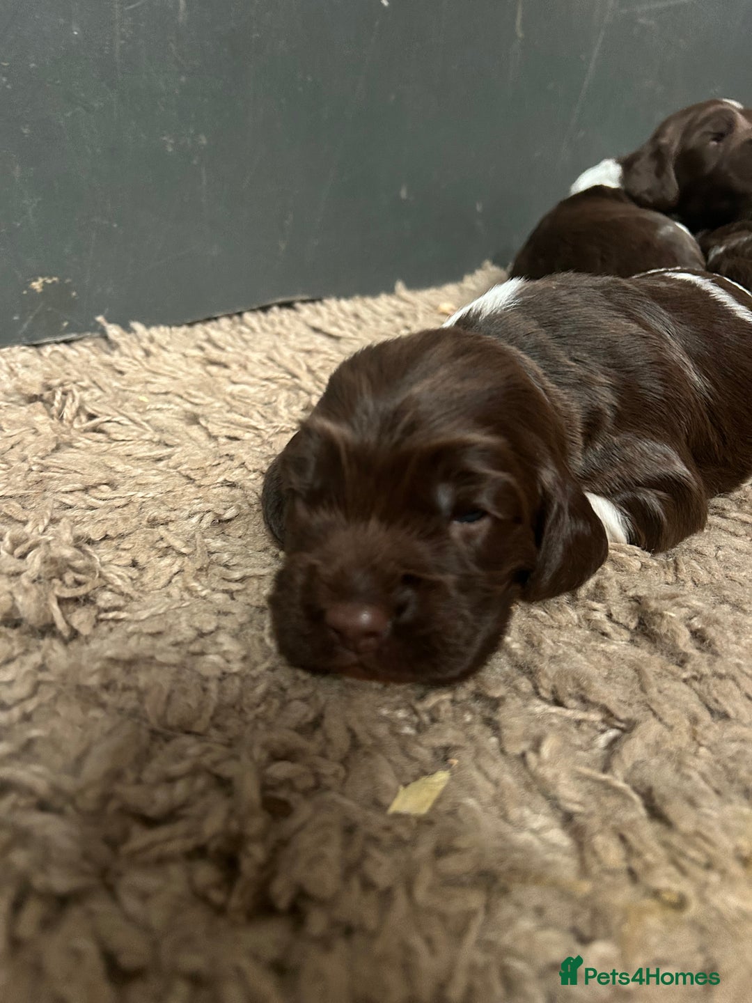 English Springer Spaniel dogs for sale: Springer spaniel puppies for sale  - Image 13