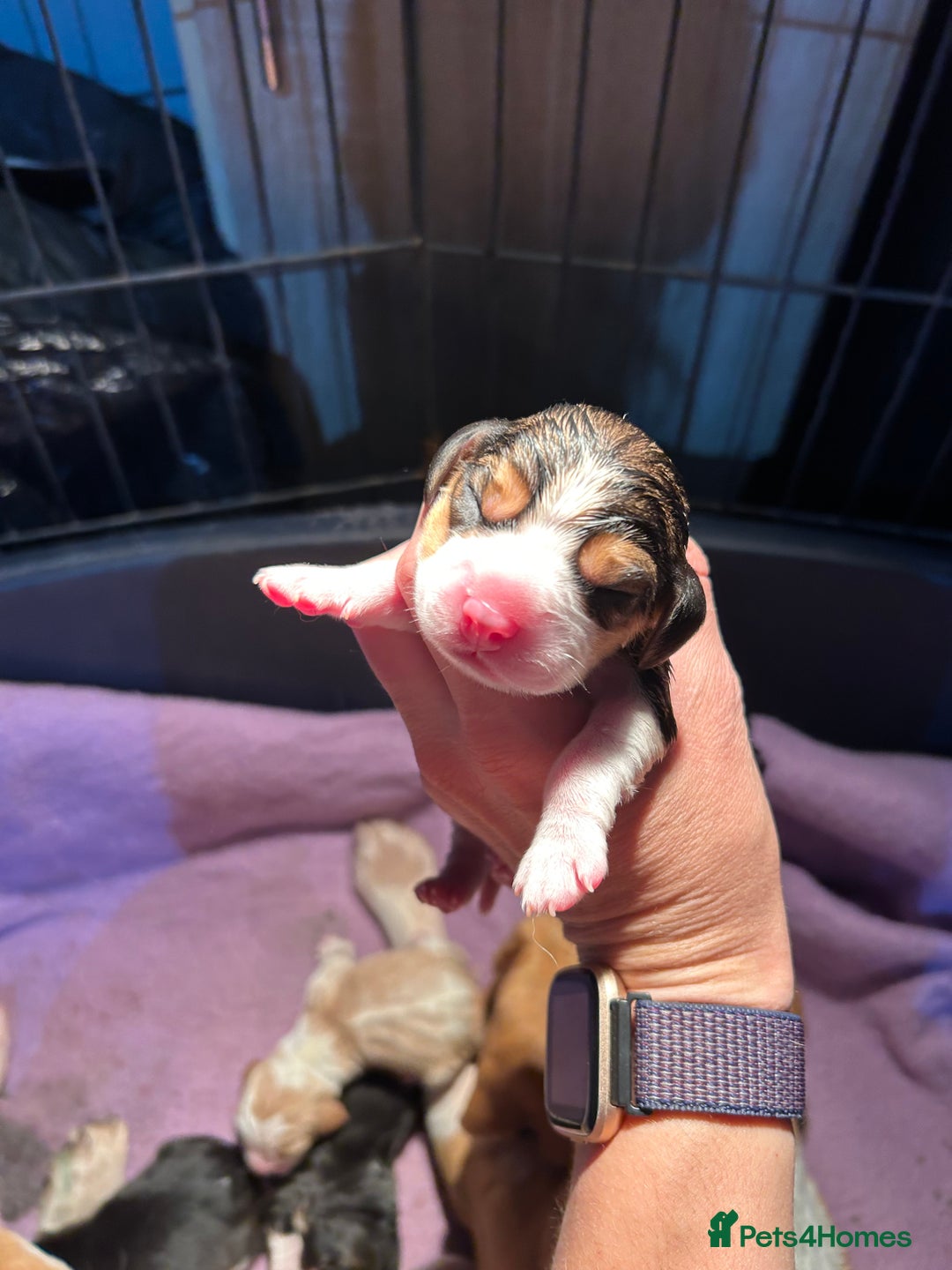 Beagle dogs for sale: KC Registered Top Quality Beagle Puppy home reared - Image 6